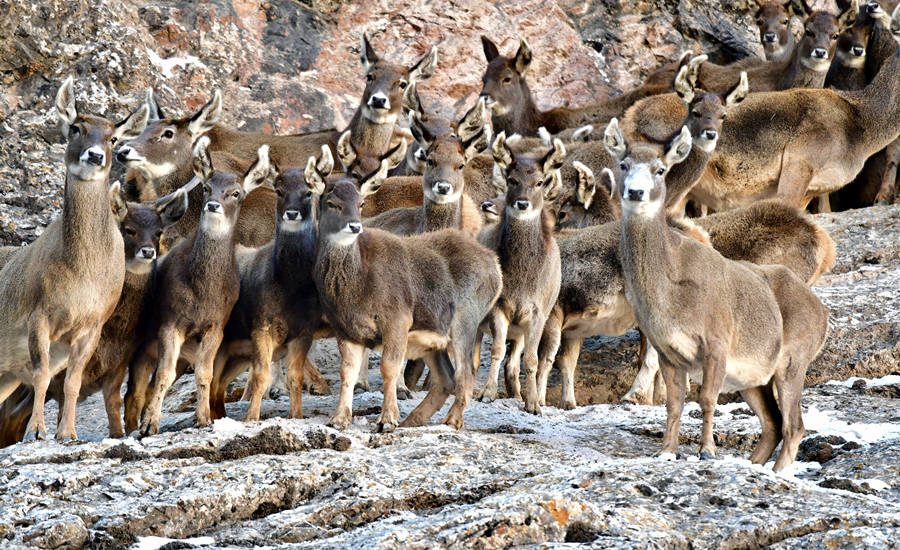 活躍在青海省海西州柏樹山的白唇鹿。巴圖那生攝