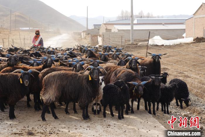 圖為牧民家的黑藏羊?！●R銘言 攝