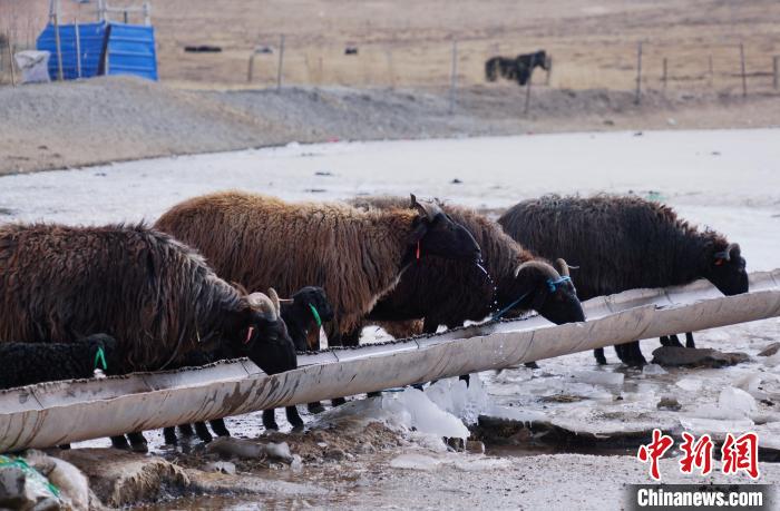 圖為黑藏羊正在喝水?！●R銘言 攝