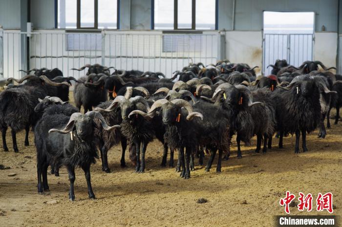 圖為黑藏羊?！●R銘言 攝