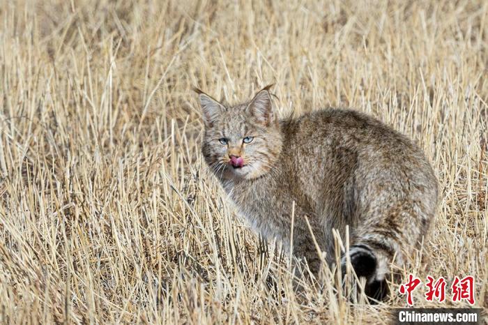 圖為拍攝到的荒漠貓?！O春生 攝