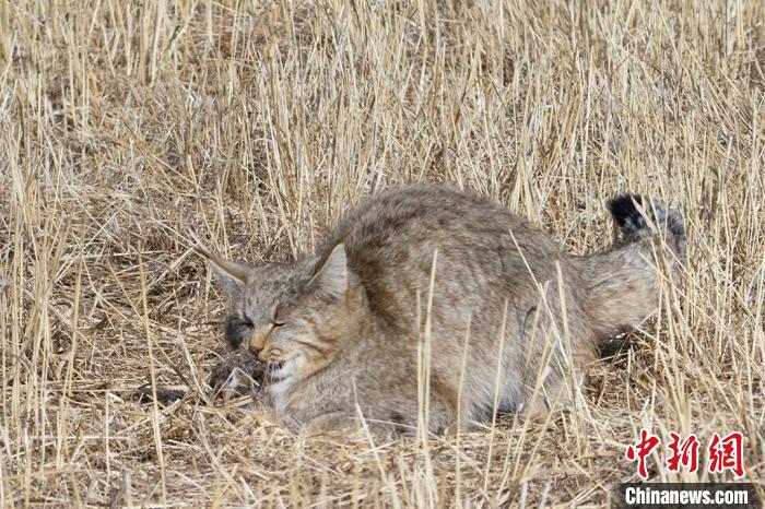 圖為拍攝到的荒漠貓?！≡S明遠 攝