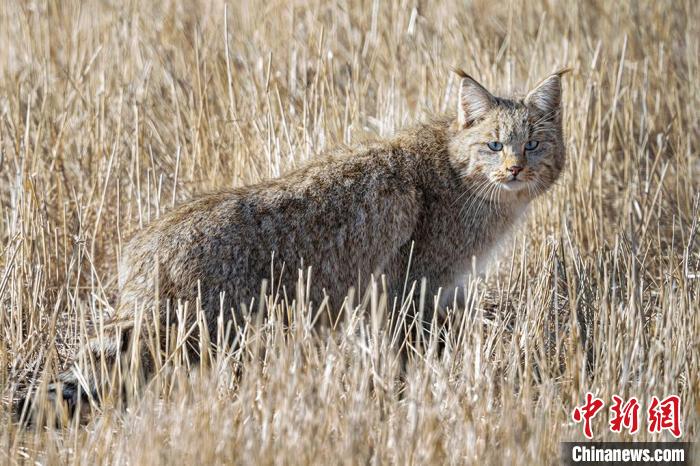 圖為拍攝到的荒漠貓?！≡S明遠 攝