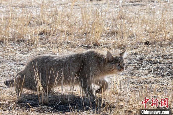 圖為拍攝到的荒漠貓。　孫春生 攝
