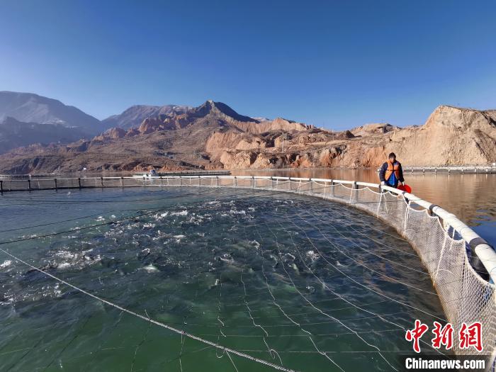 青海高原藏鄉(xiāng)：黃河“牧場(chǎng)”里的打漁郎