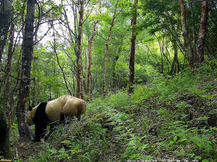 紅外相機(jī)拍攝到的野生大熊貓。平武縣融媒體中心供圖