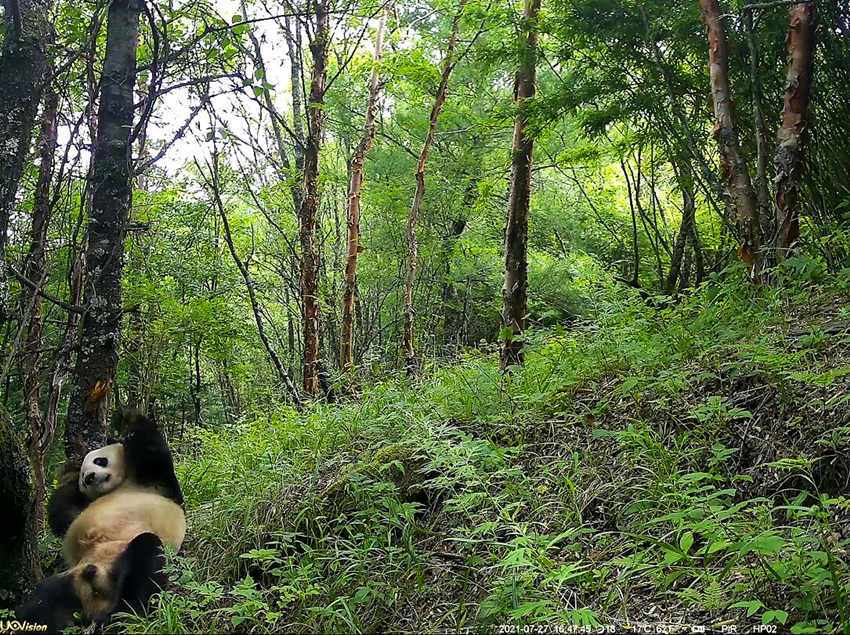 紅外相機(jī)拍攝到的野生大熊貓。平武縣融媒體中心供圖