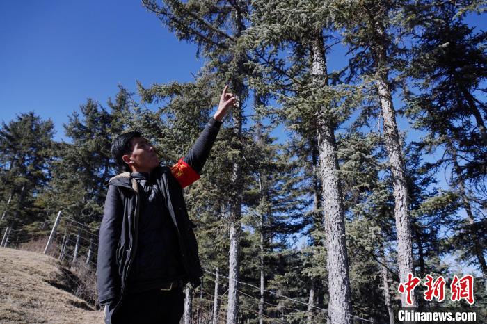 圖為桑杰加介紹林場(chǎng)樹木?！●R銘言 攝