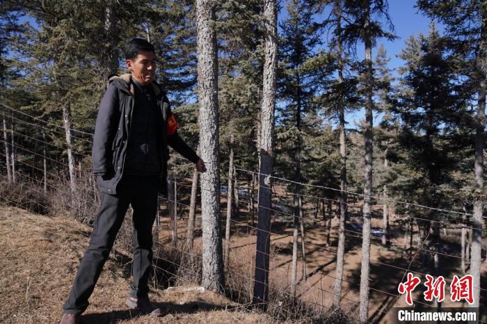 圖為桑杰加檢查林場(chǎng)防護(hù)網(wǎng)。　馬銘言 攝