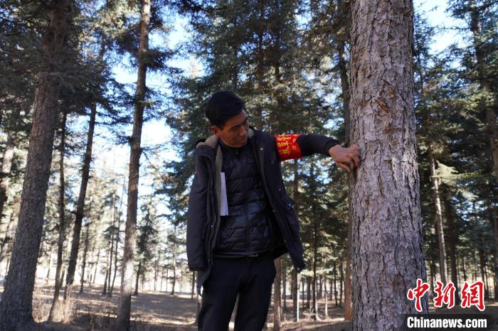 圖為桑杰加檢查林場(chǎng)樹木是否有病蟲害?！●R銘言 攝