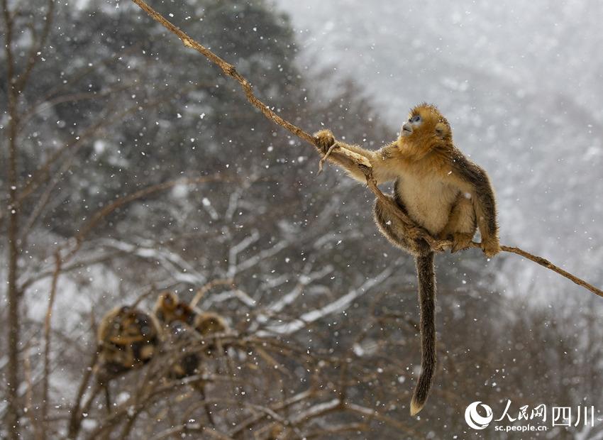 雪中嬉戲的川金絲猴。鐘歡攝