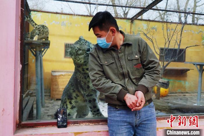 圖為雪豹“奶爸”史壽軍直播休息時與雪豹互動?！●R銘言 攝