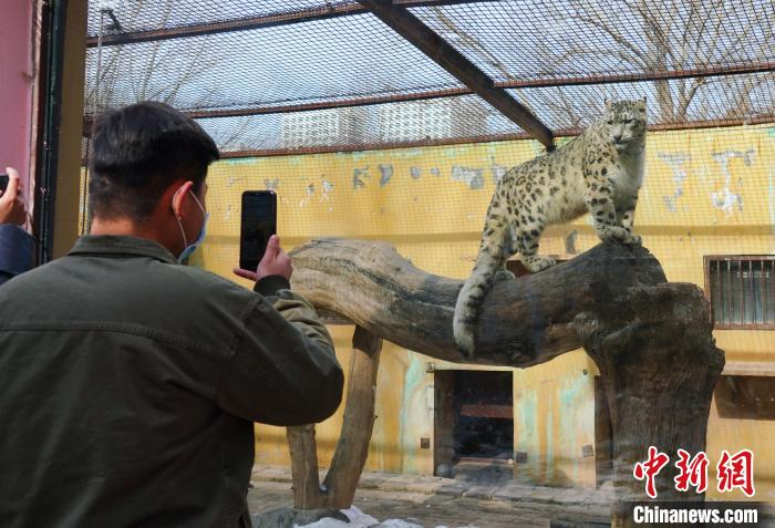 圖為雪豹“奶爸”史壽軍正在直播。　馬銘言 攝