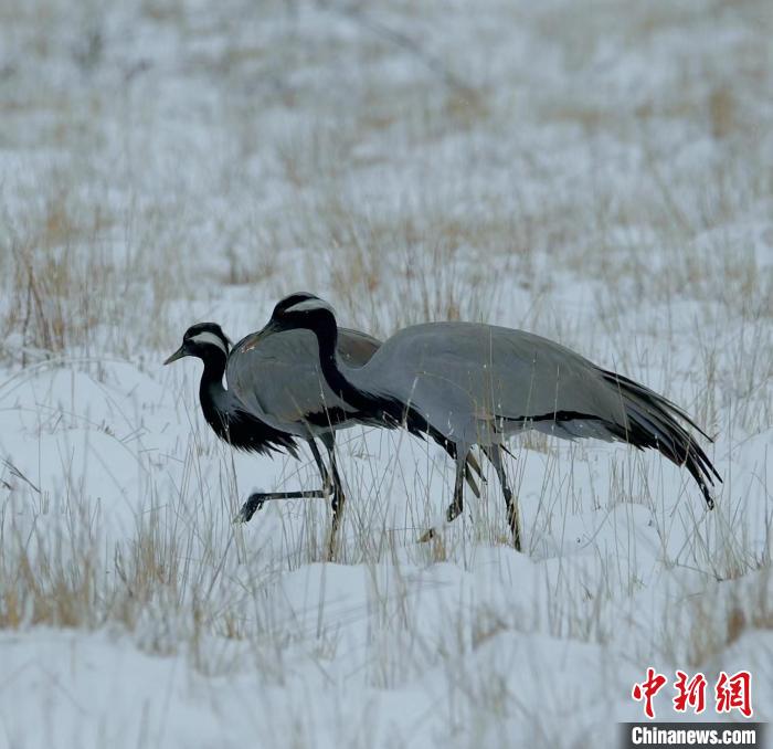 在若爾蓋濕地的蓑羽鶴?！∩袞|機 攝