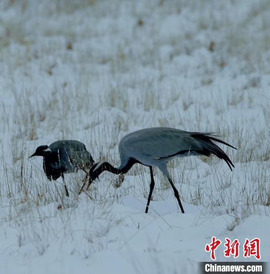 在若爾蓋濕地的蓑羽鶴?！∪魏吻?攝