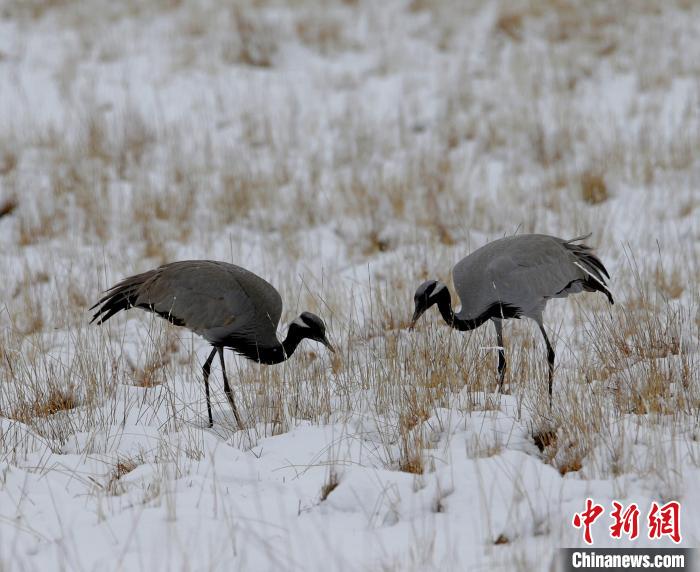 在若爾蓋濕地的蓑羽鶴?！∪魏吻?攝