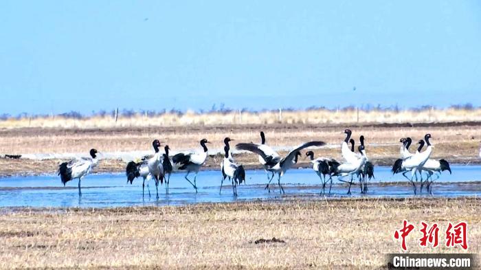 圖為成群的黑頸鶴“翩翩起舞”?！‘?dāng)智 攝