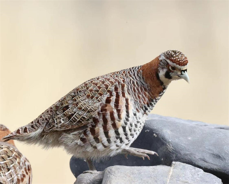 高原山鶉。圖片來源：農(nóng)牧民大自然攝影隊(duì)