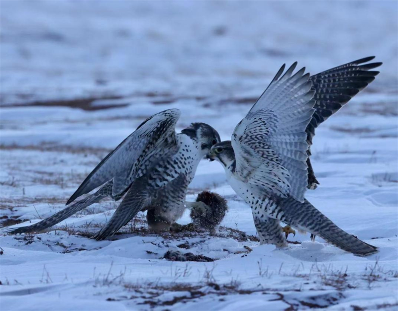 獵隼。圖片來源：農(nóng)牧民大自然攝影隊(duì)