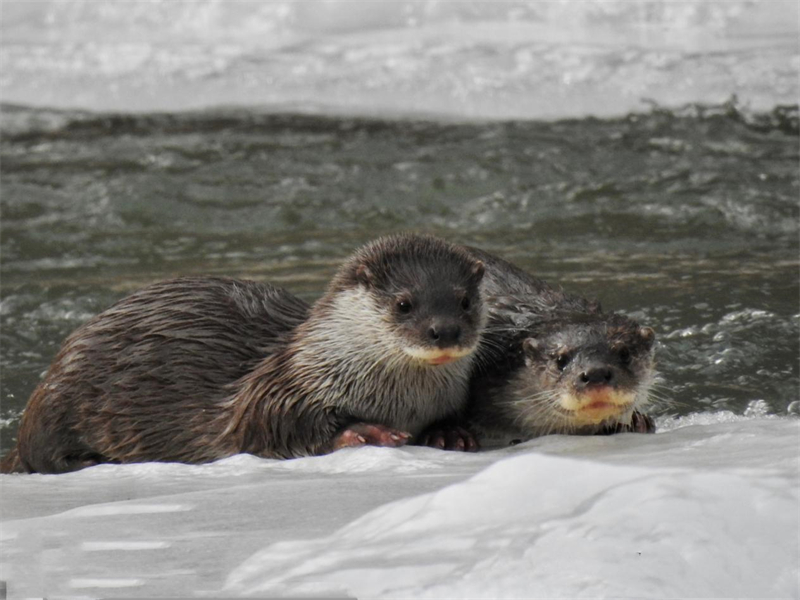 歐亞水獺。圖片來源：農(nóng)牧民大自然攝影隊(duì)