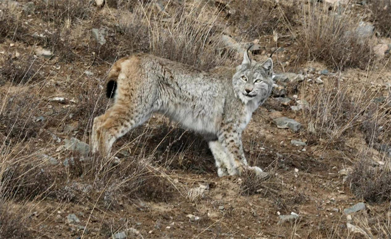 猞猁。圖片來源：農(nóng)牧民大自然攝影隊(duì)