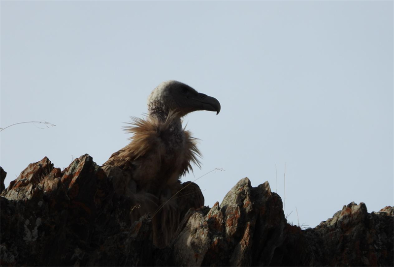 高原兀鷲。圖片來源：農(nóng)牧民大自然攝影隊(duì)