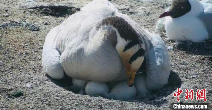 圖為斑頭雁孵蛋?！【G色江河 供圖