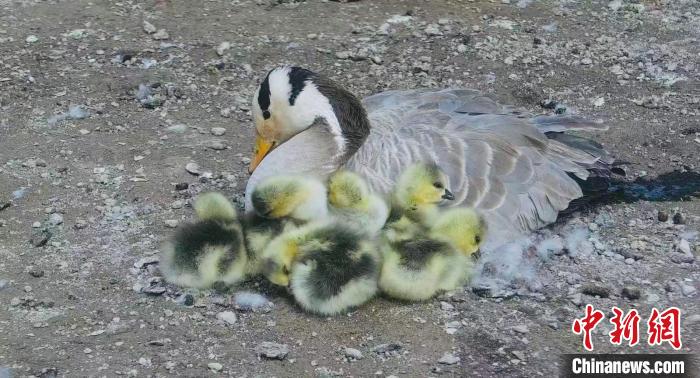 圖為斑頭雁母親和孩子們?cè)谝黄??！【G色江河 供圖