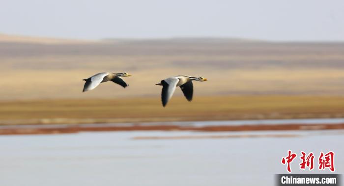 圖為飛翔的斑頭雁。　綠色江河 供圖