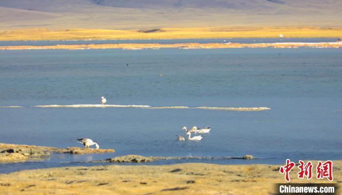 圖為斑頭雁在班德湖中休憩。　綠色江河 供圖