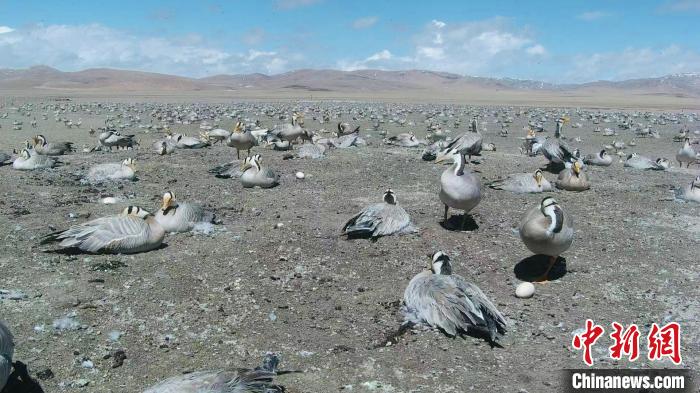 圖為斑頭雁在空地上孵蛋?！【G色江河 供圖