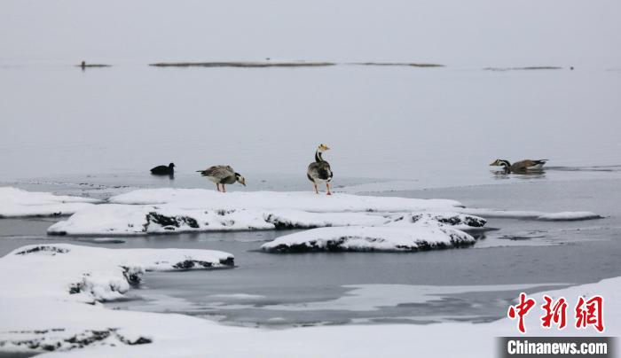 圖為斑頭雁在班德湖邊嬉戲?！【G色江河 供圖