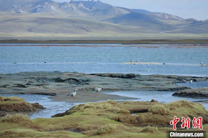 圖為斑頭雁在班德湖中覓食。　綠色江河 供圖