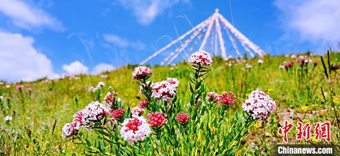 圖為草原一角?！?韓麗 　攝