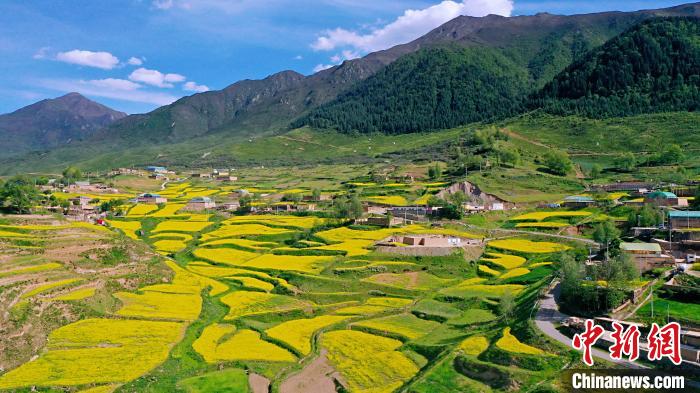 圖為加吾鄉(xiāng)的油菜花?！￡P卻才讓 攝