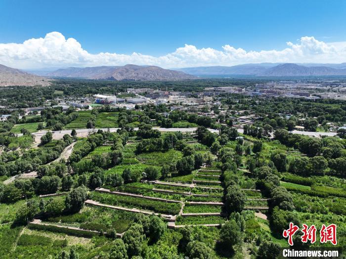 航拍貴德縣黃河岸畔綠意盎然?！●R銘言 攝