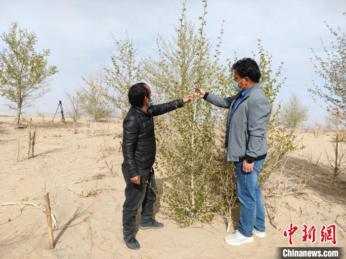 柴達(dá)木盆地的護(hù)林員：守護(hù)，只為那一片綠