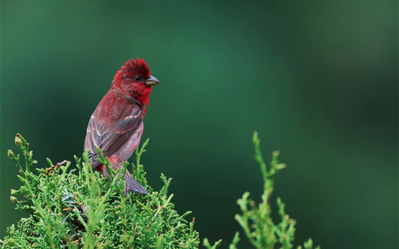 普通朱雀。江文江措攝