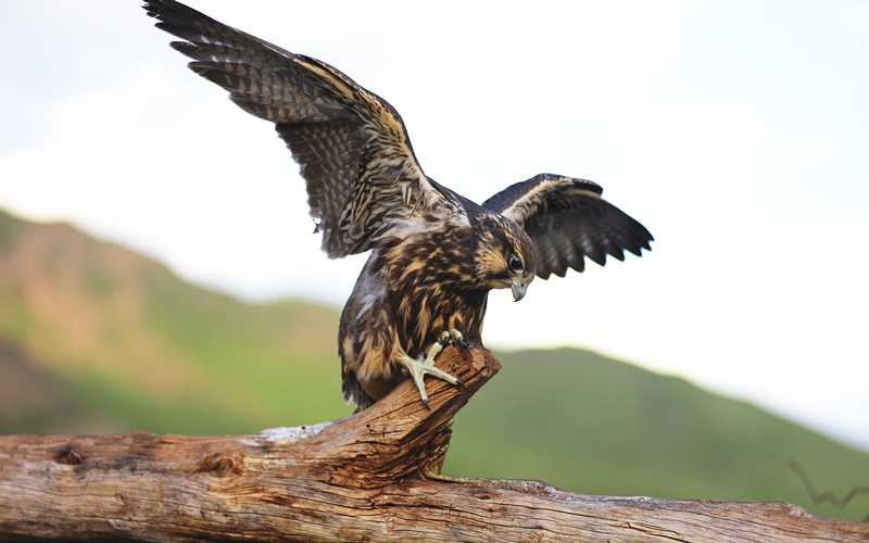 獵隼。江文江措攝