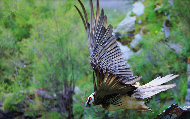 胡兀鷲。江文江措攝