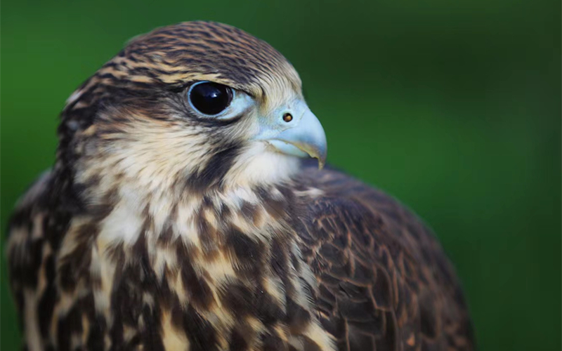 獵隼。江文江措攝