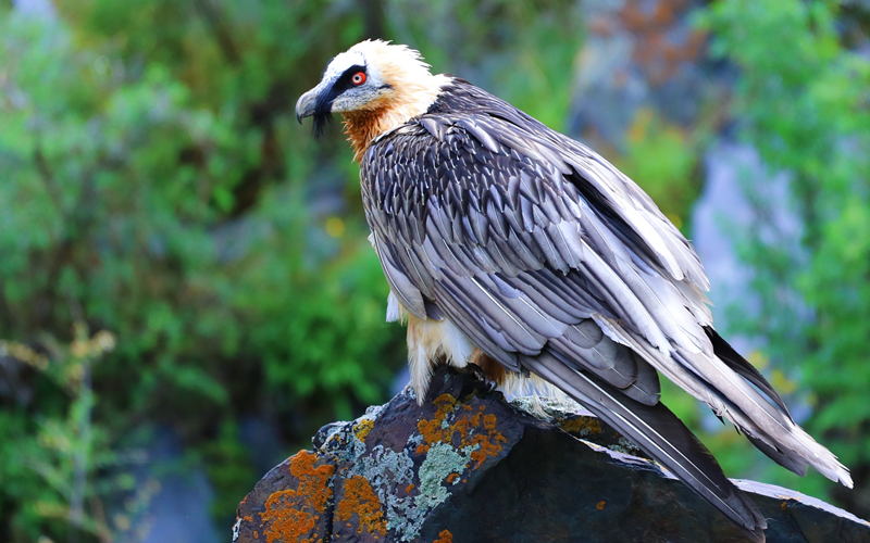 胡兀鷲。江文江措攝