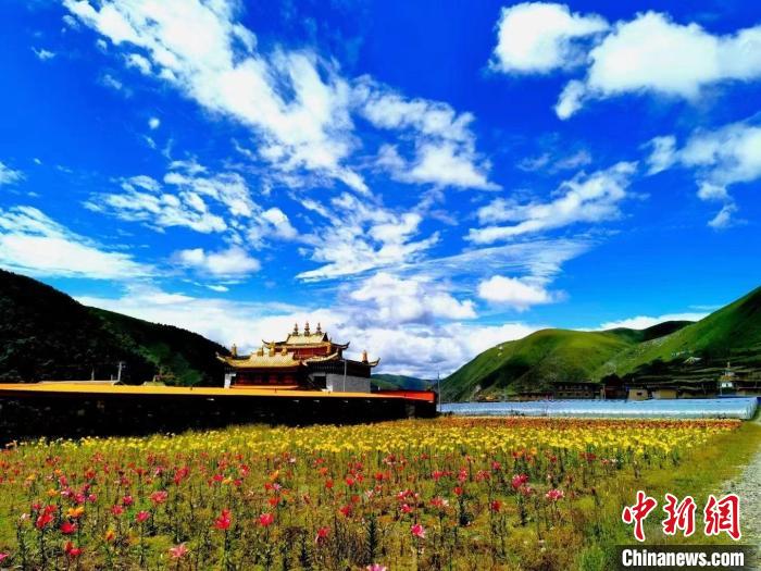 近百畝百合花競(jìng)相開(kāi)放，景色誘人?！∪捞量h委宣傳部供圖