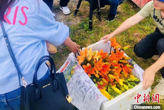 村民采摘百合花。　壤塘縣委宣傳部供圖