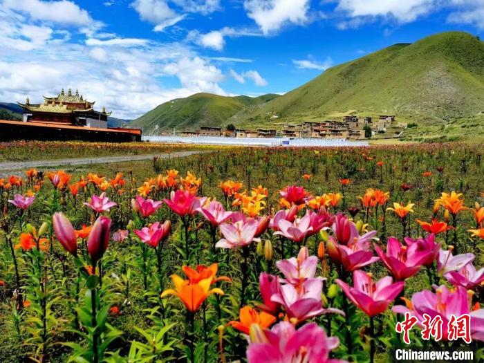 近百畝百合花競(jìng)相開(kāi)放，景色誘人?！∪捞量h委宣傳部供圖