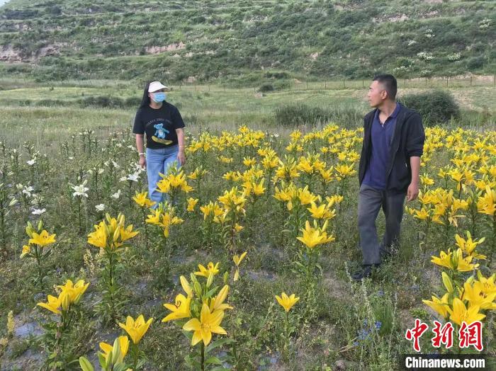 村民采摘百合花。　壤塘縣委宣傳部供圖