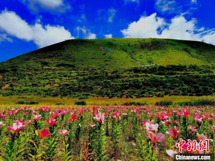 近百畝百合花競(jìng)相開(kāi)放，景色誘人。　壤塘縣委宣傳部供圖