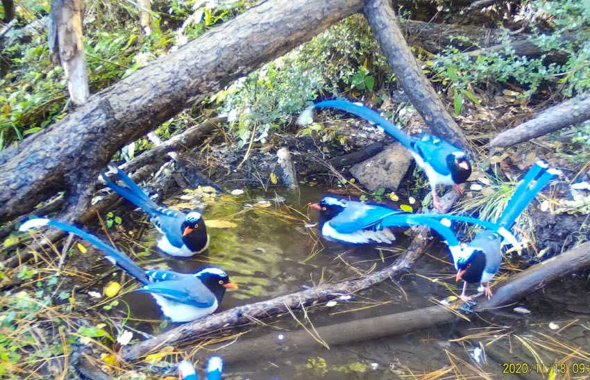 紅嘴藍(lán)鵲。涼山州委宣傳部供圖