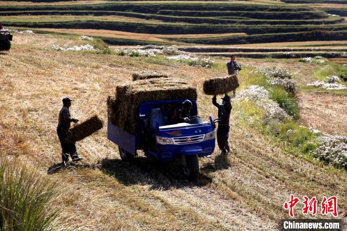 圖為飼草晾曬、打捆?！●R芝芬 攝