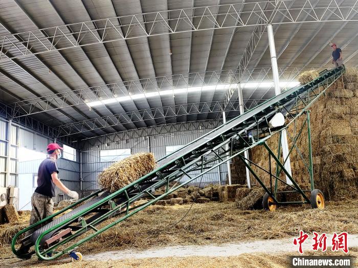 圖為飼草打捆、儲存。　馬芝芬 攝
